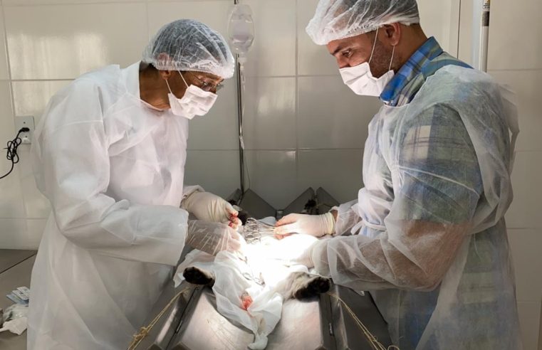 Centro de Zoonoses retoma cirurgias de castração de felinos domiciliados