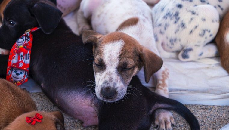 Dezembro Verde: Paraíba Pet fortalece o cuidado, a adoção responsável e o respeito à vida animal