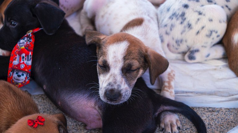 Dezembro Verde: Paraíba Pet fortalece o cuidado, a adoção responsável e o respeito à vida animal