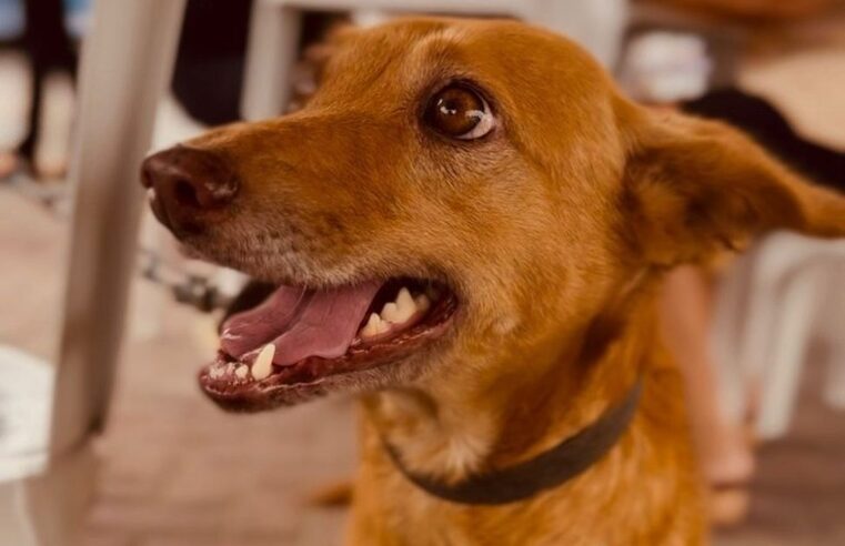 Dia D de cuidados para pet idosos atende 500 animais e realiza mais de 1.200 procedimentos em Campina Grande