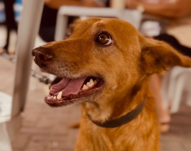 Dia D de cuidados para pet idosos atende 500 animais e realiza mais de 1.200 procedimentos em Campina Grande