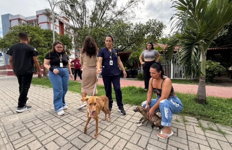 Sepa resgata cadela vítima de maus-tratos e aciona forças de segurança em João Pessoa